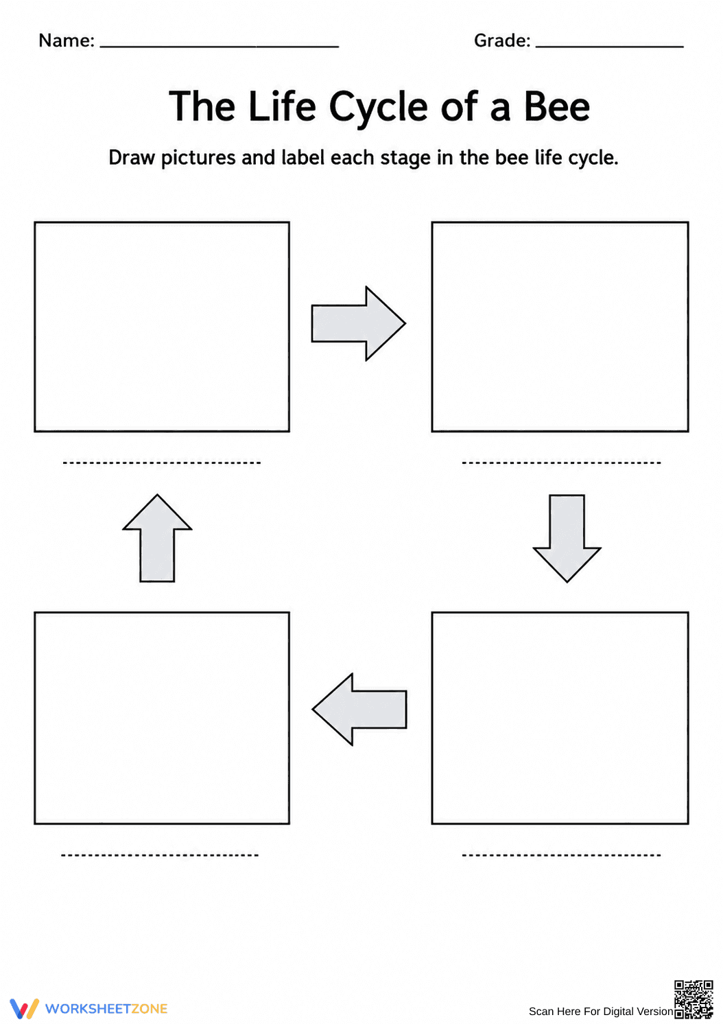 Printable Bee Life Cycle Worksheet | Grade 3 Science - Page 1