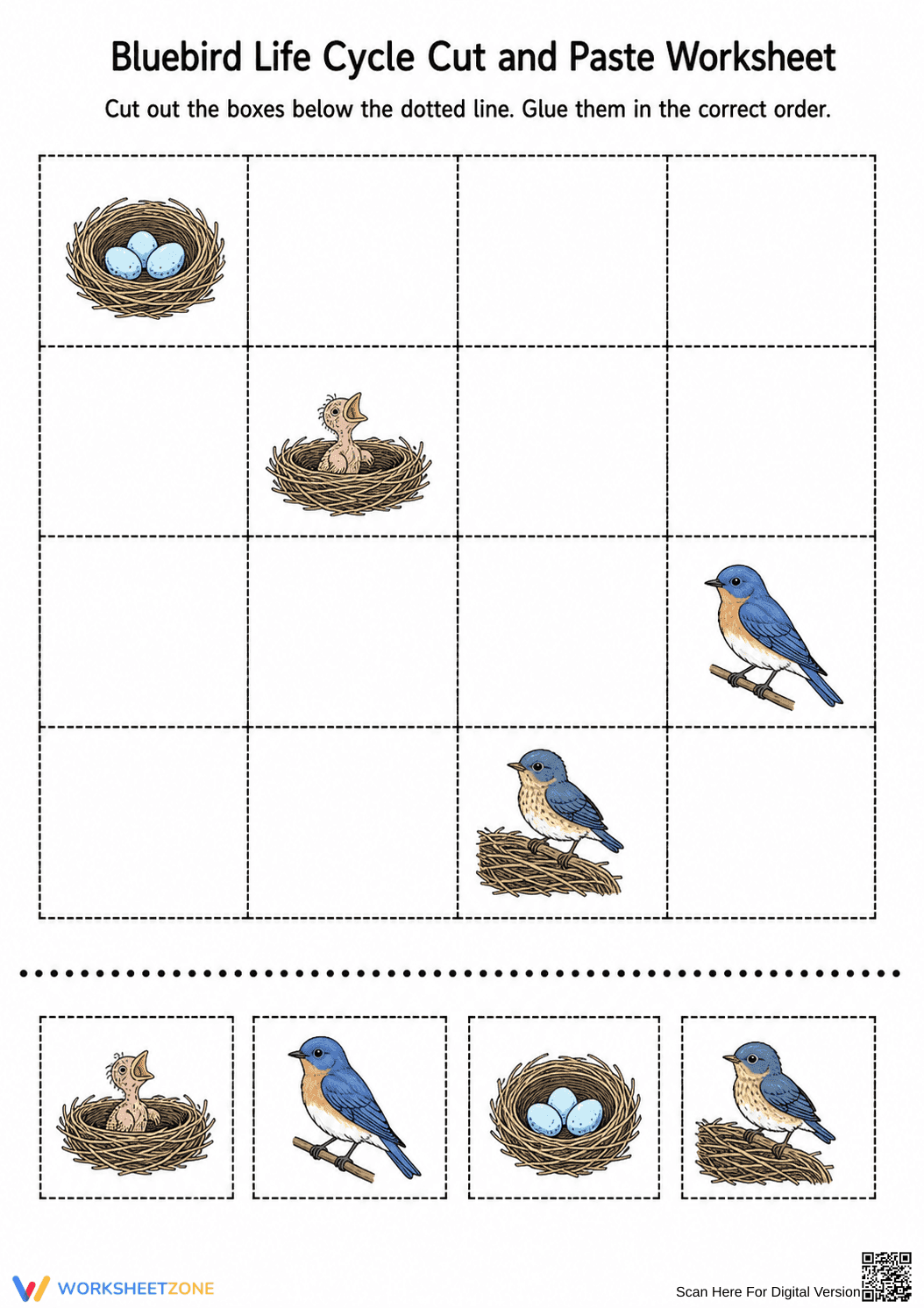 Bluebird Life Cycle Worksheet | Grade 1 Essential - Page 1