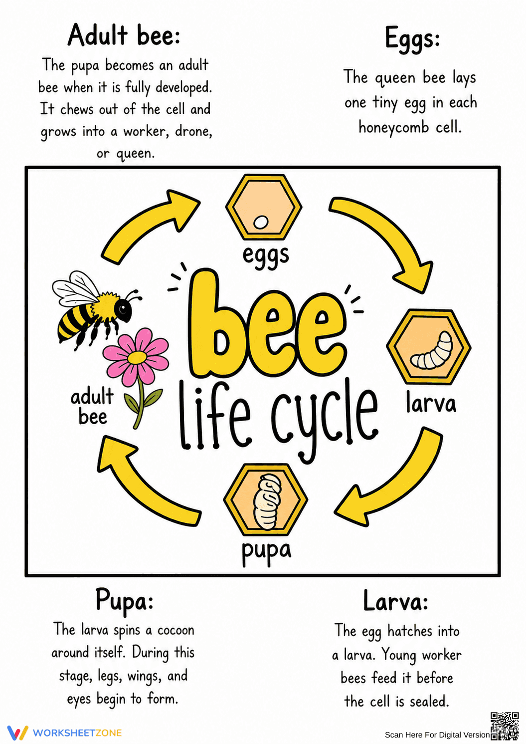Grade 3 Bee Life Cycle — Printable No-Prep Guide - Page 1