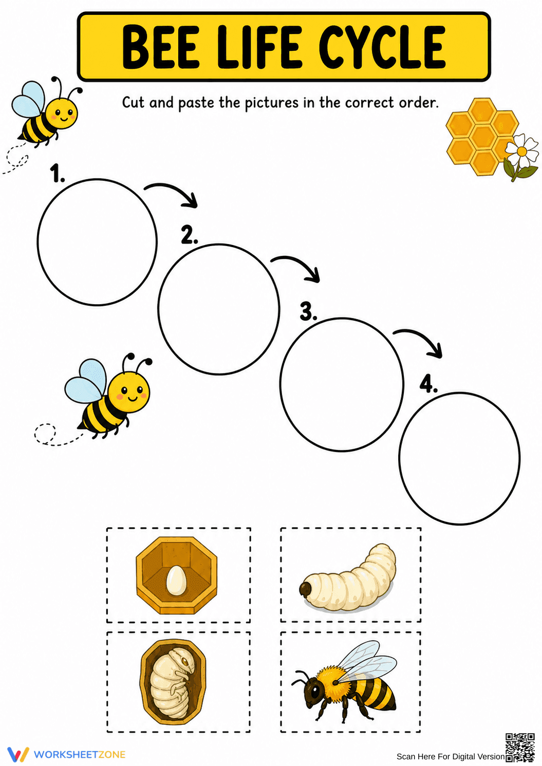 Bee Life Cycle Worksheet | Essential Grade 1 Science - Page 1