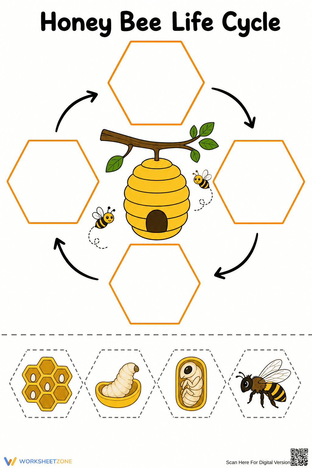 Grade 3 Bee Life Cycle — Printable No-Prep Worksheet - Page 1