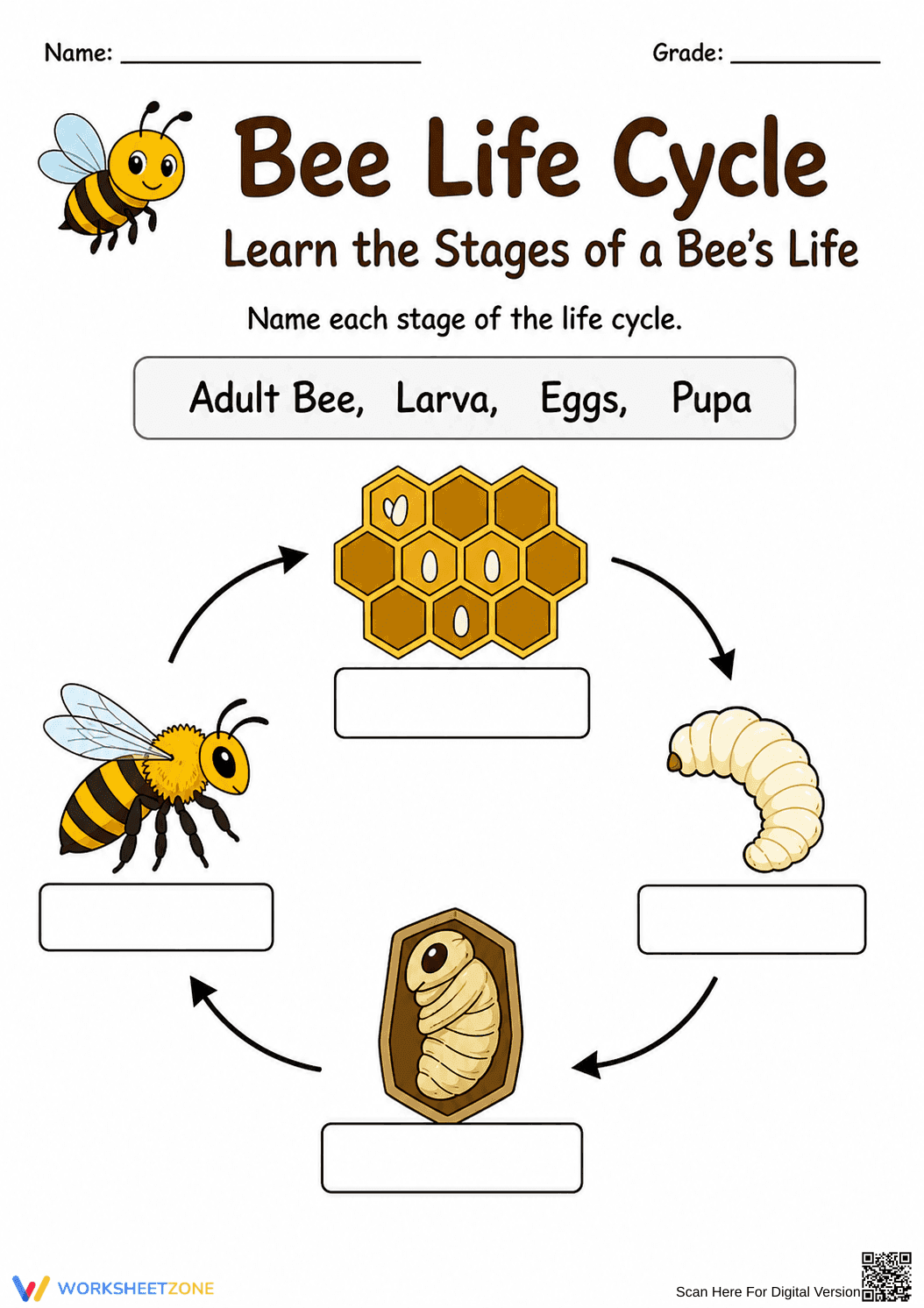 Bee Life Cycle Worksheet | Grade 3 Printable - Page 1