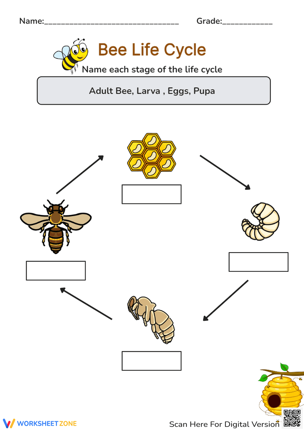 Bee Life Cycle – Learn the Stages of a Bee's Life - Page 1