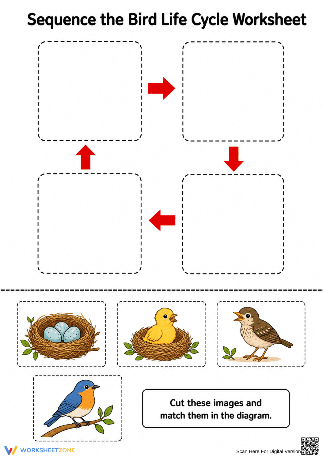 Bird Life Cycle Worksheet | Grade 1 Essential Printable - Page 1