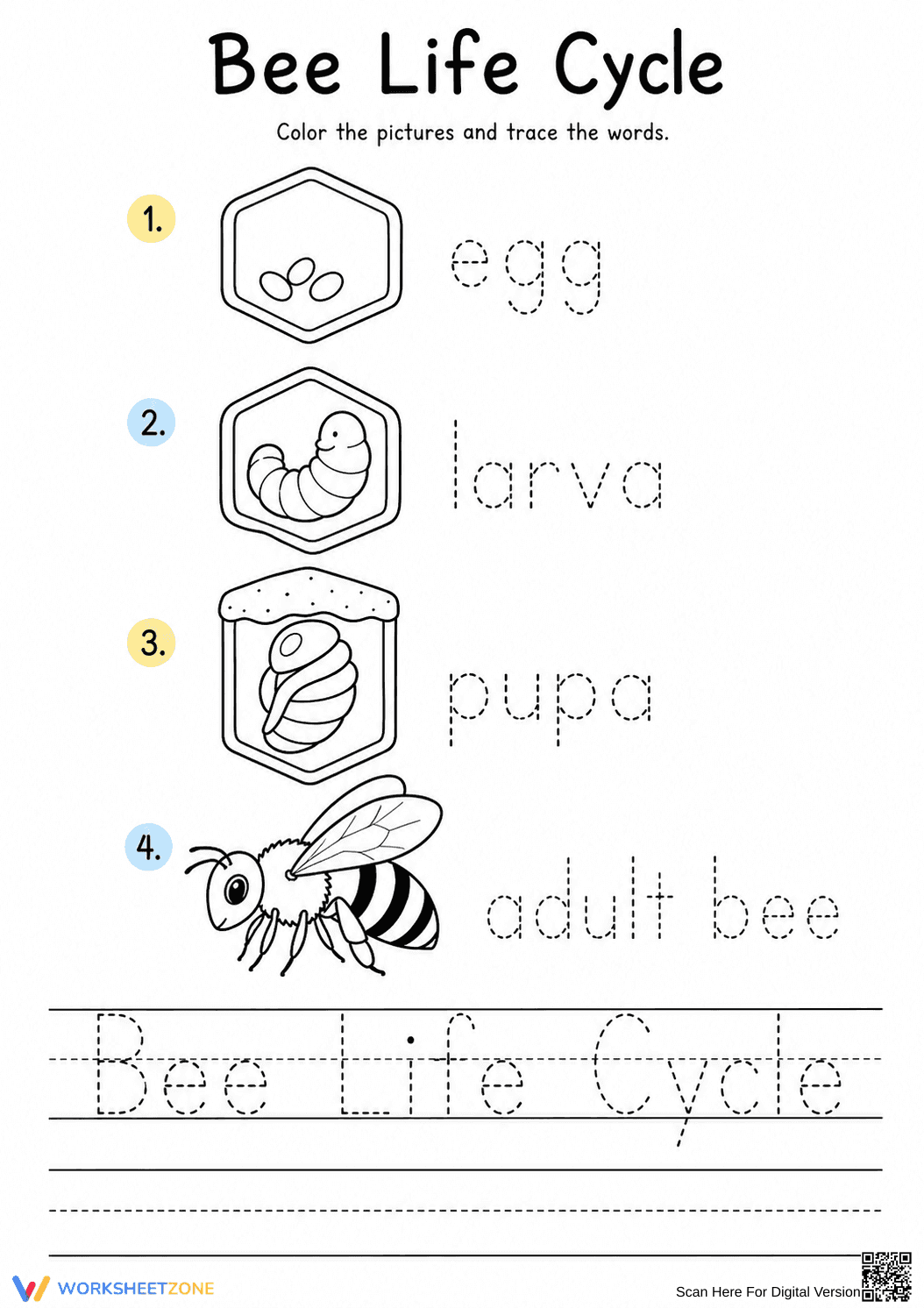 Printable Bee Life Cycle Tracing Worksheet | Grade 1 - Page 1