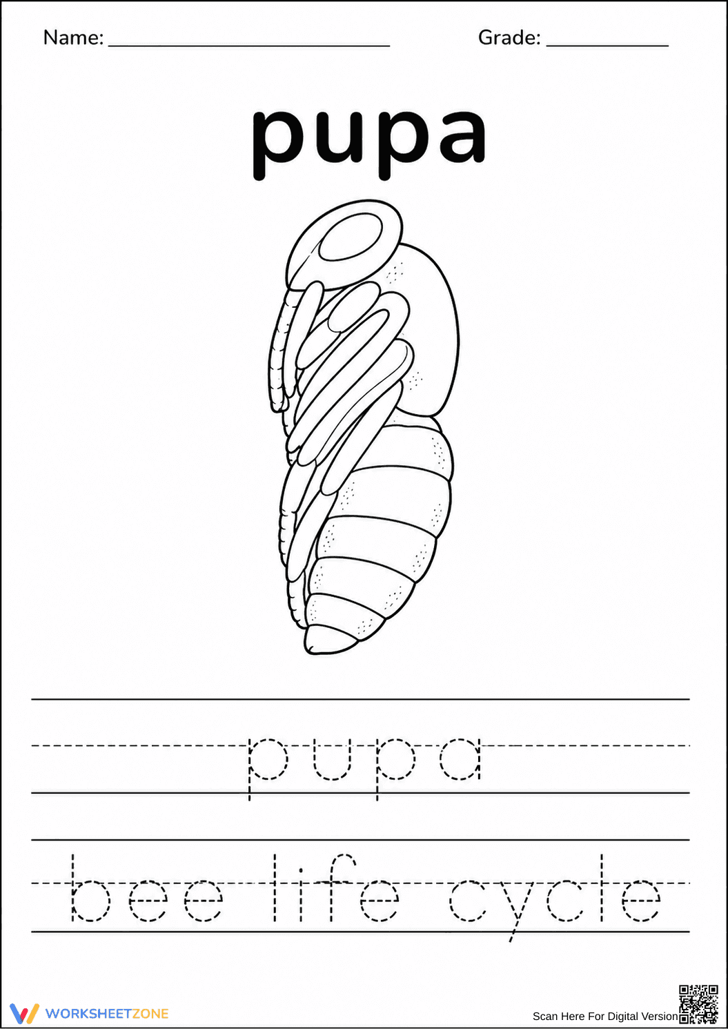 Printable Bee Life Cycle Pupa Worksheet | Grade K-1 - Page 1