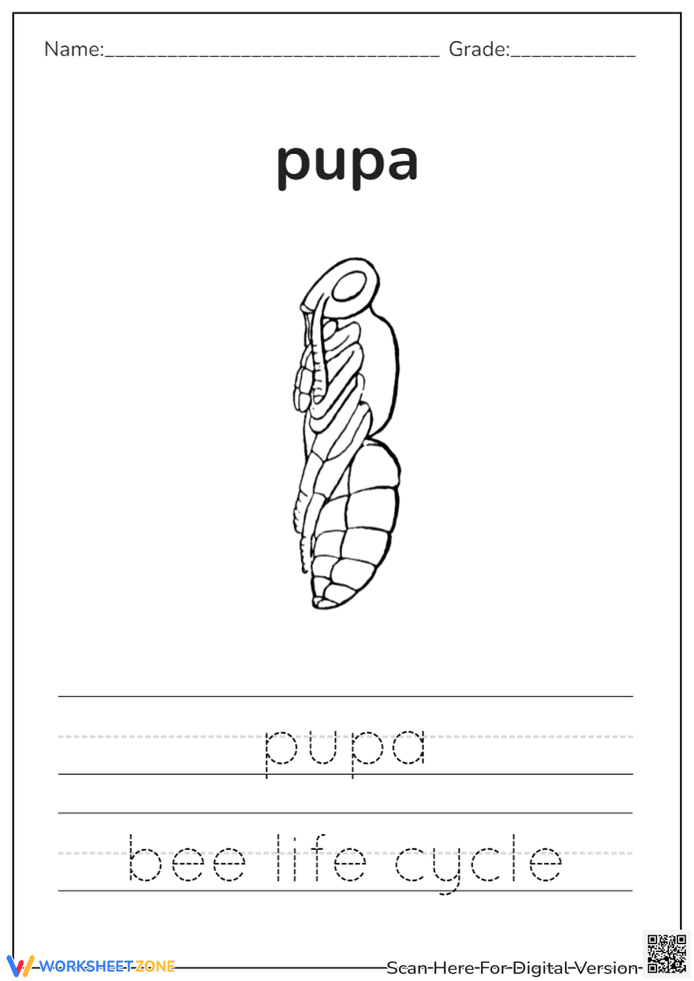 Tracing Bee Life Cycle: Pupa Stage - Page 1
