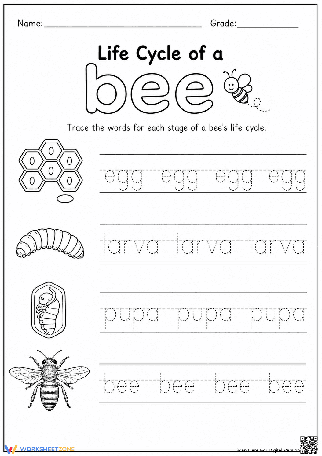 Grade 1 Bee Life Cycle — Printable No-Prep Worksheet - Page 1