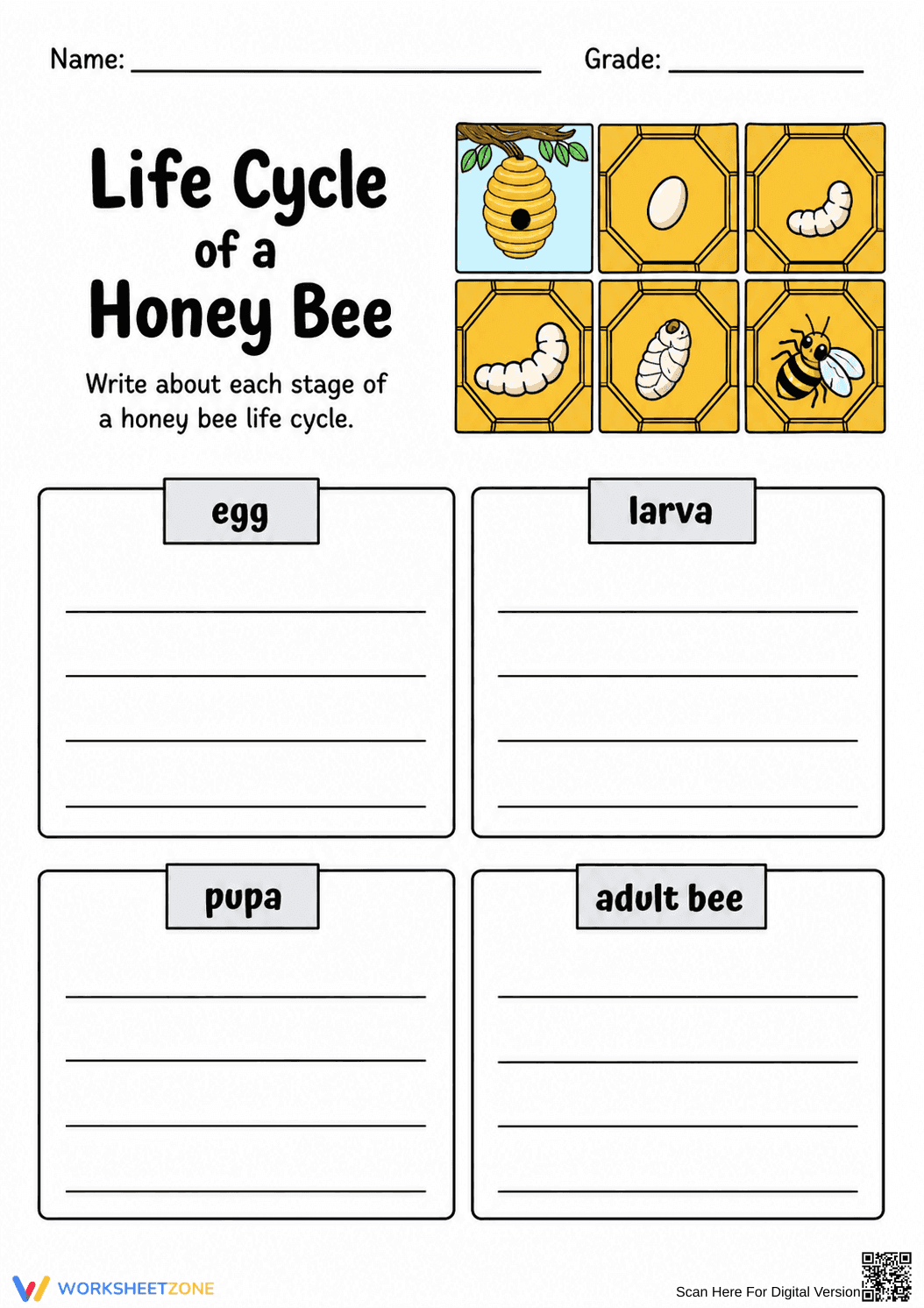 Honey Bee Life Cycle Worksheet | Essential Grade 3-5 Science - Page 1