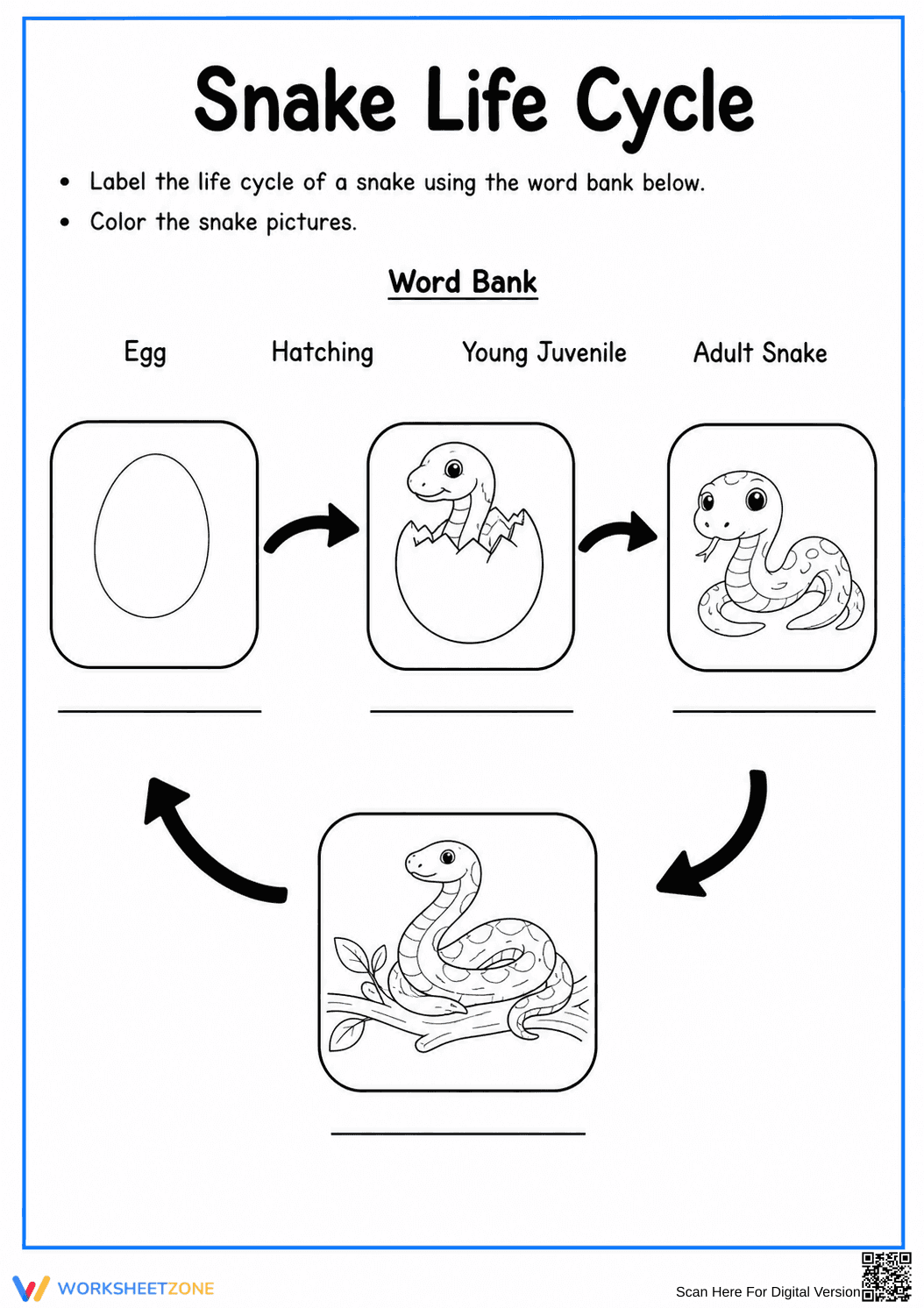 Grade 3 Snake Life Cycle — Printable No-Prep Worksheet - Page 1