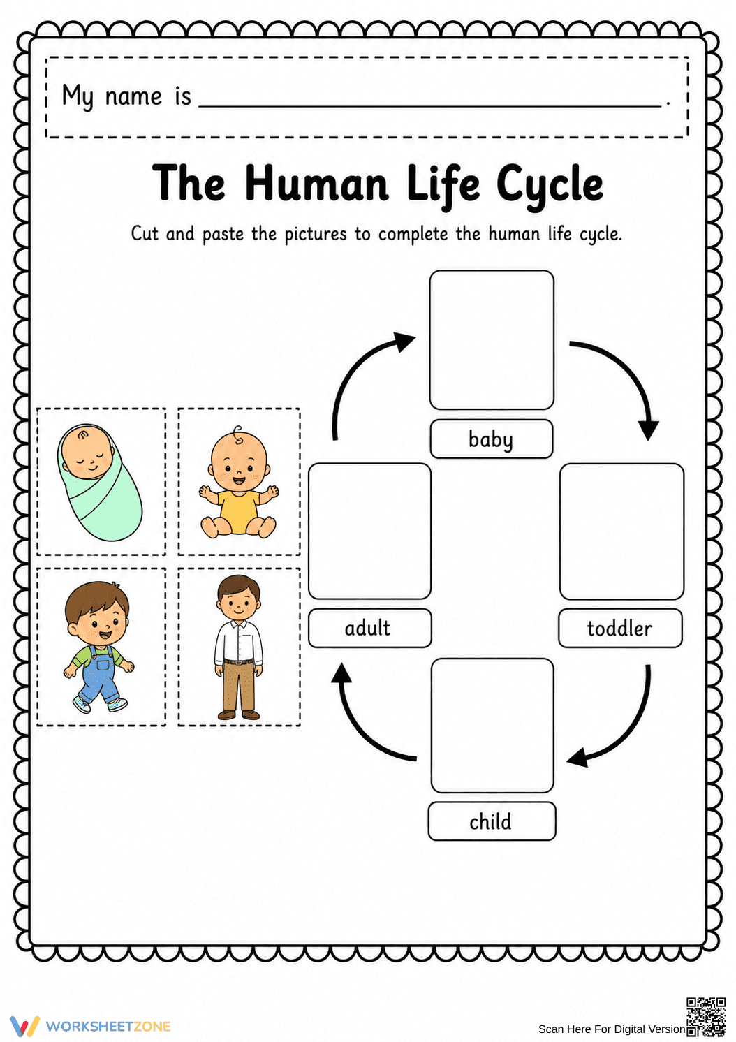 Grade 1 Human Life Cycle — Printable No-Prep Worksheet - Page 1