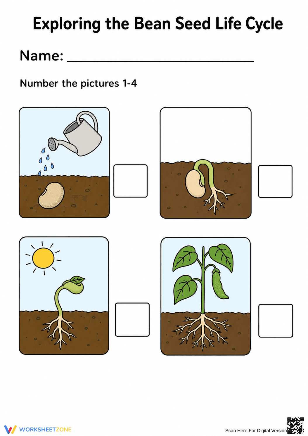 Essential Bean Life Cycle Worksheet | Kindergarten Science - Page 1