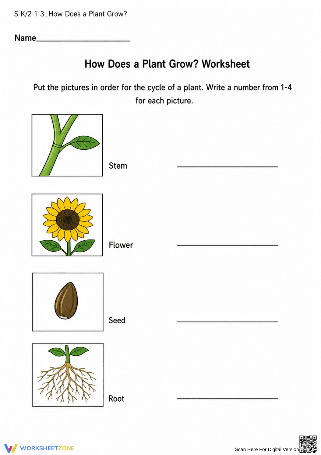 Plant Life Cycle Worksheet | Essential Kindergarten Science - Page 1