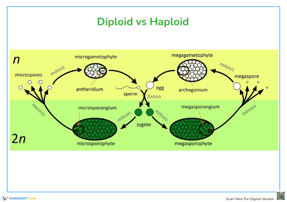 Diploid vs Haploid: Similarities and Differences - Page 1