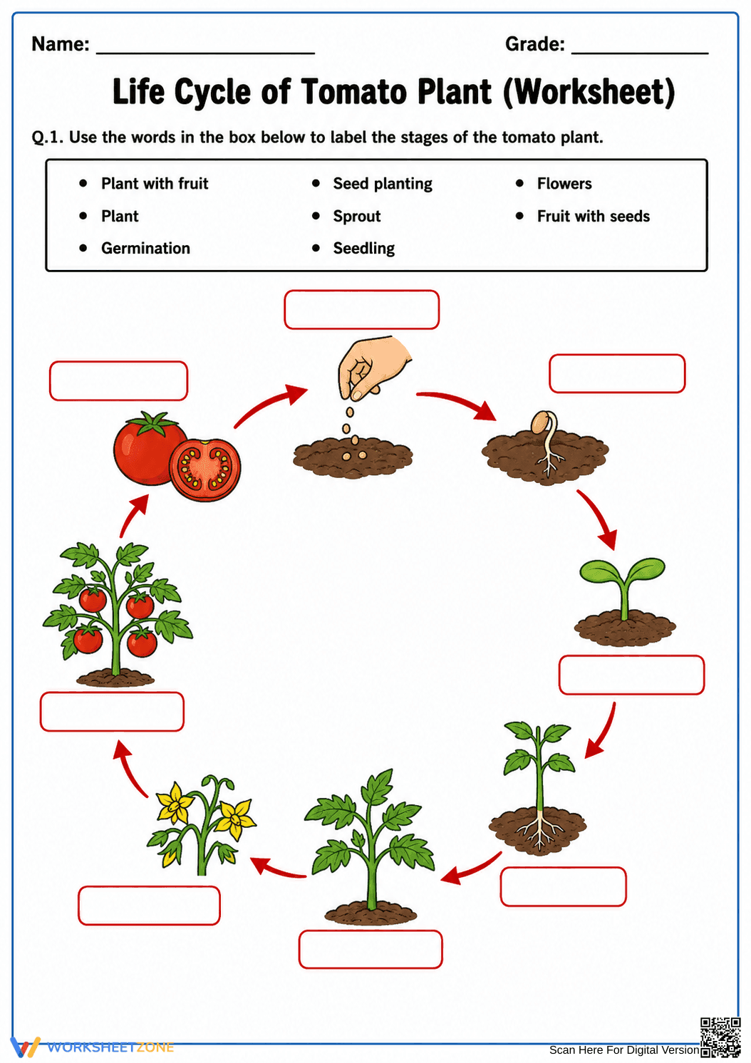 Tomato Plant Life Cycle — Printable Grade 6/7 Science - Page 1