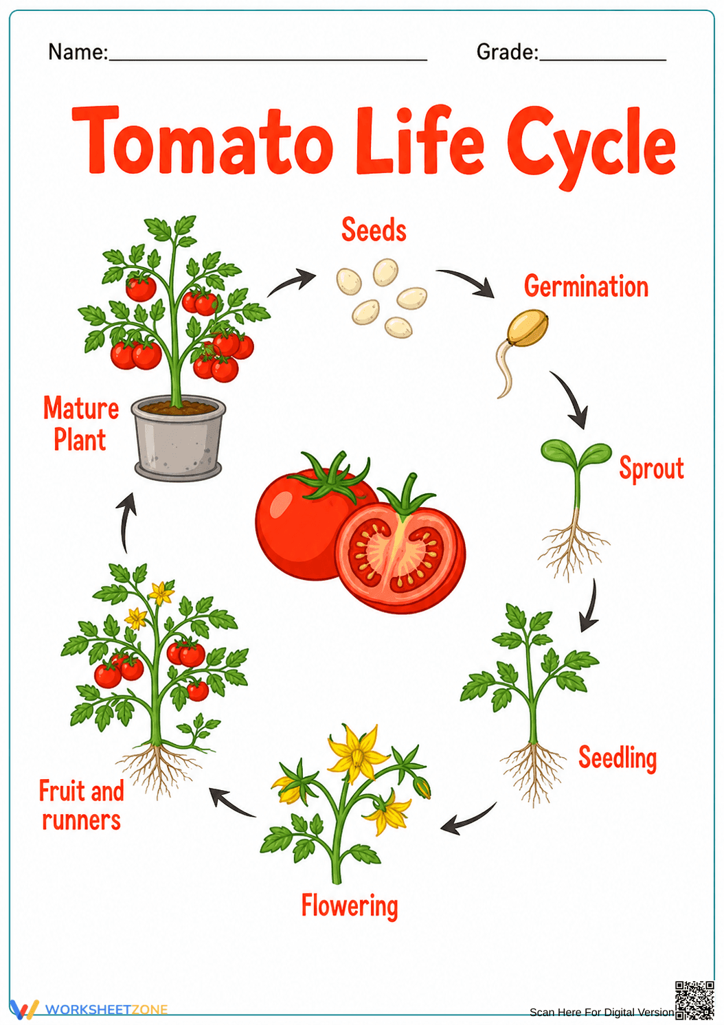 Tomato Life Cycle Diagram | Grade 5 Science Printable - Page 1