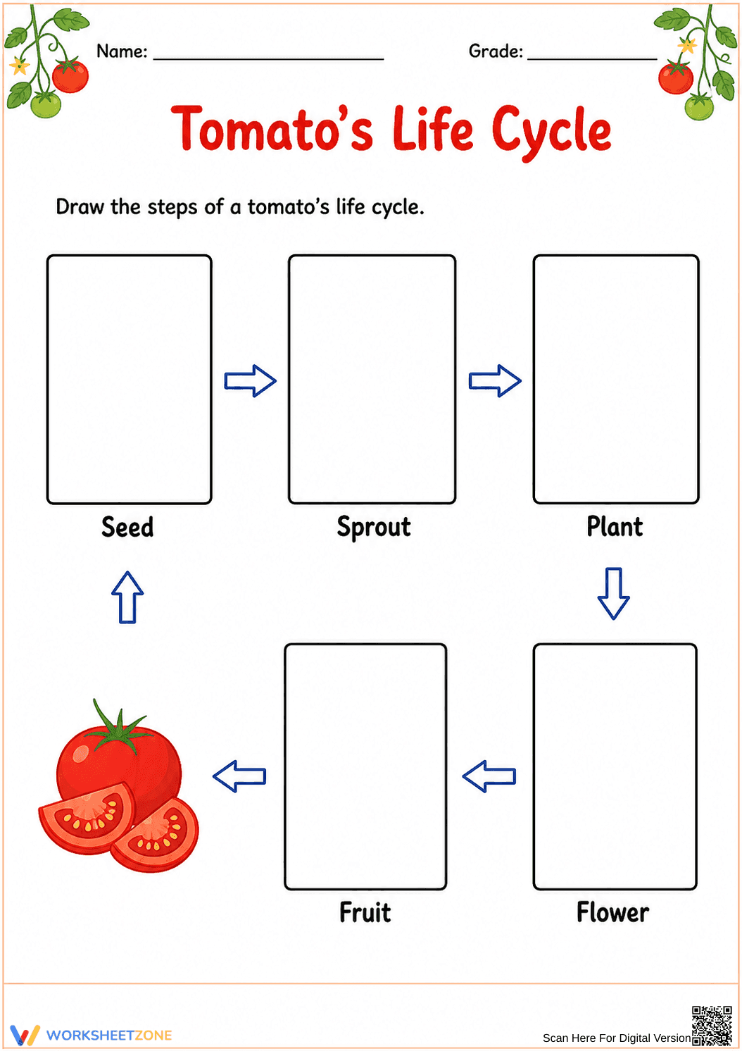 Printable Tomato Life Cycle Worksheet | Grade 1 Science - Page 1