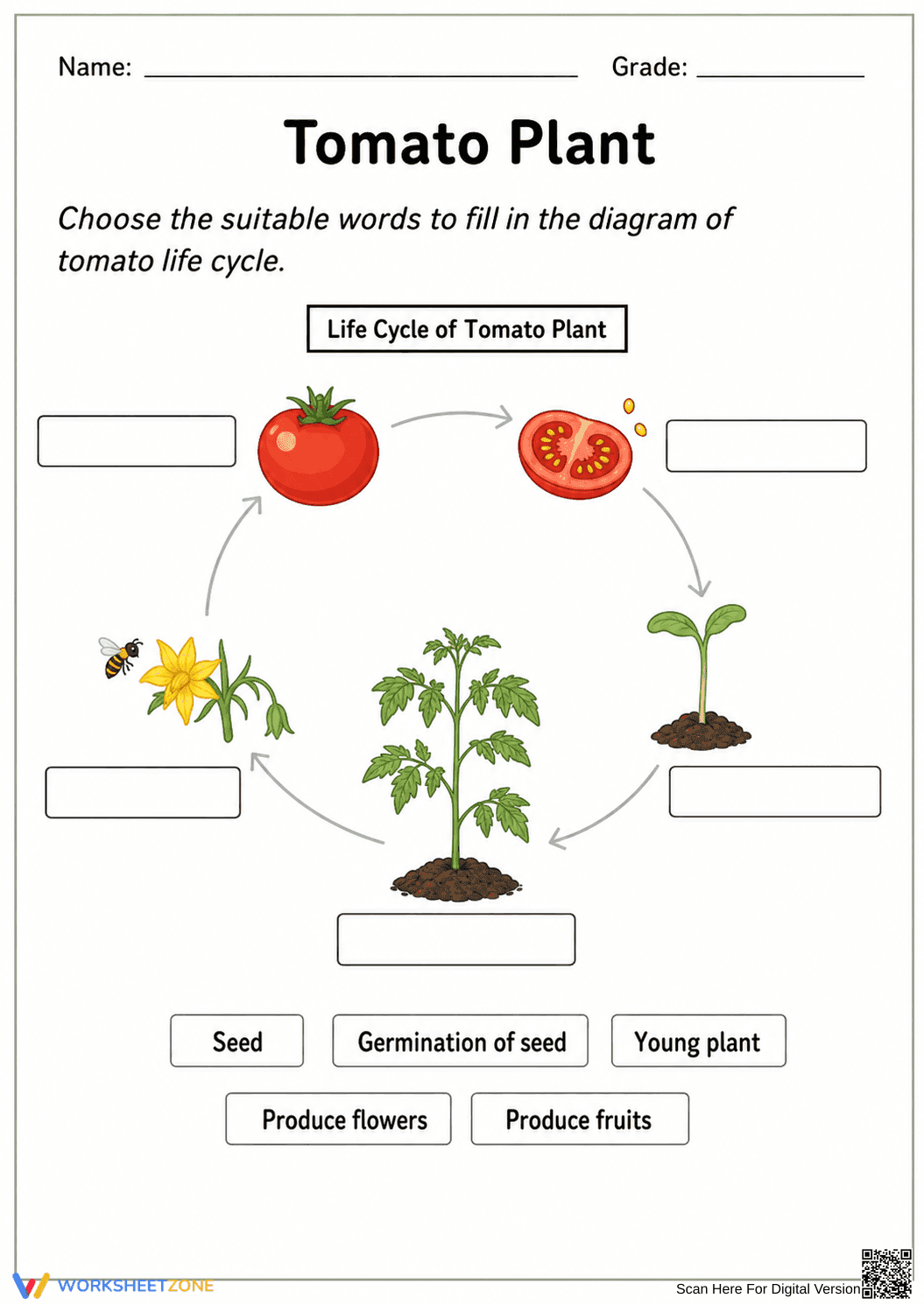 Grade 3 Tomato Life Cycle — Printable No-Prep Worksheet - Page 1