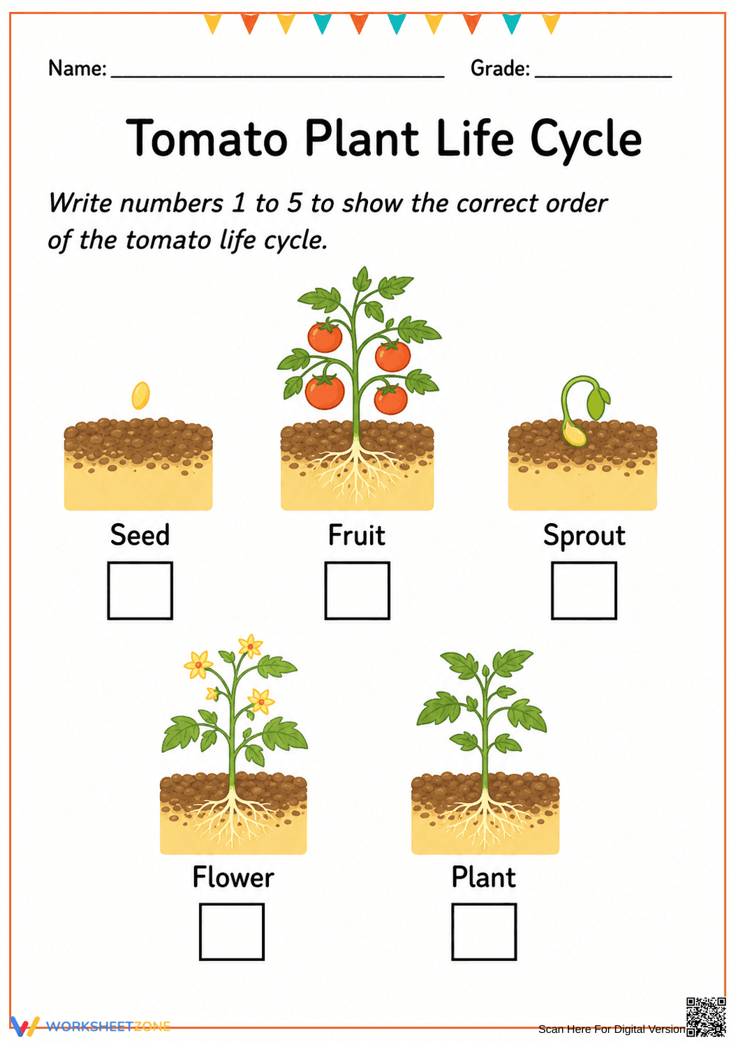 Tomato Life Cycle Worksheet | Essential Grade K-2 Science - Page 1