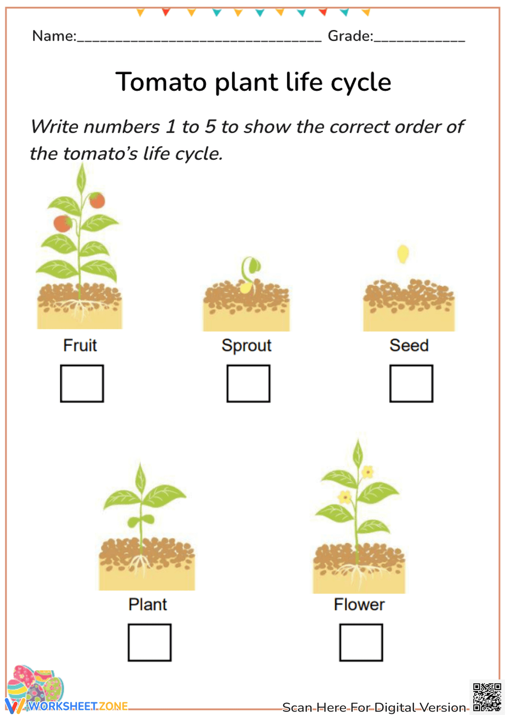 Tomato Life Cycle Worksheet - Sequencing Activity for K-2 - Page 1