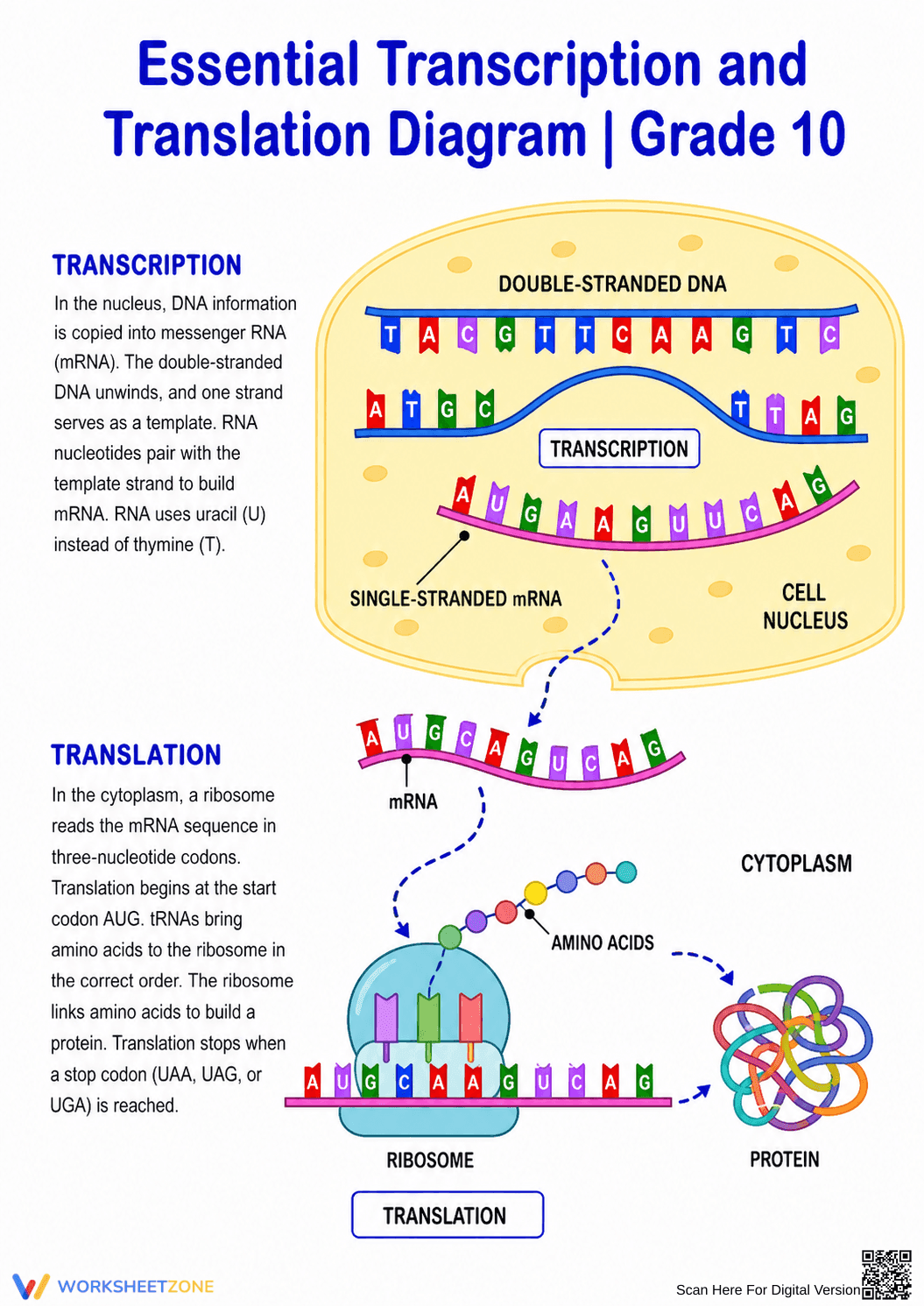 Essential Transcription and Translation Diagram | Grade 10 - Page 1