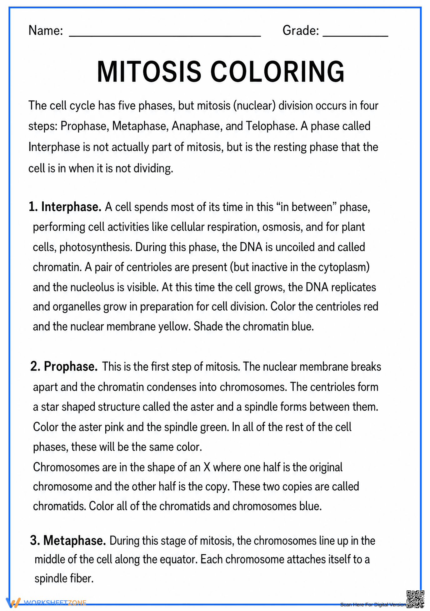 Printable Mitosis Coloring Worksheet | Grade 9-11 Biology - Page 1