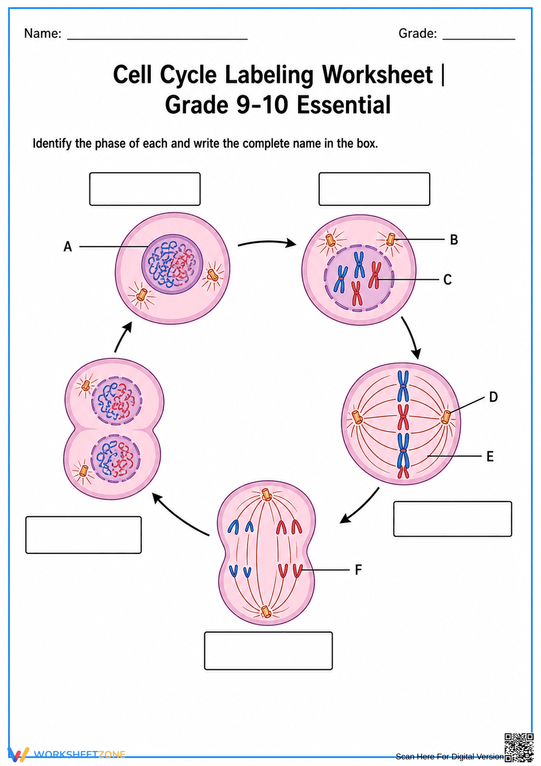 Cell Cycle Labeling Worksheet | Grade 9-10 Printable - Page 1