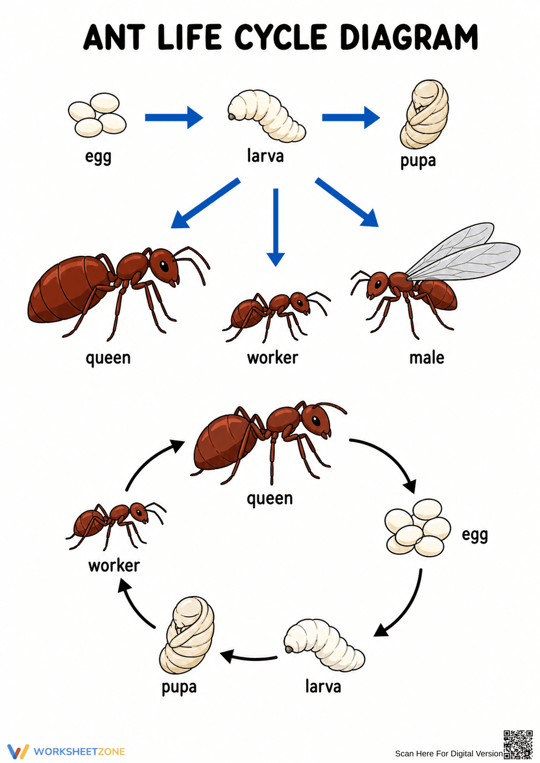 Printable Ant Life Cycle Diagram | Grade 3 Science - Page 1