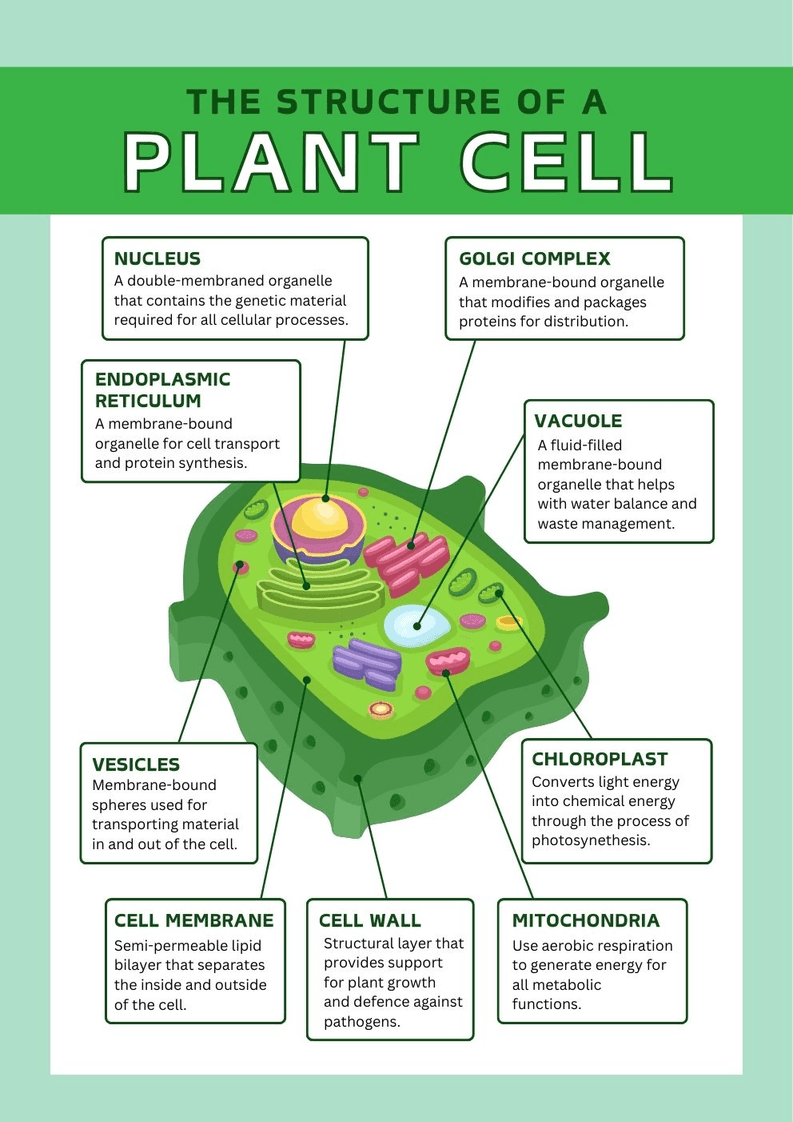 Plant Cell Structure Worksheet - Page 1