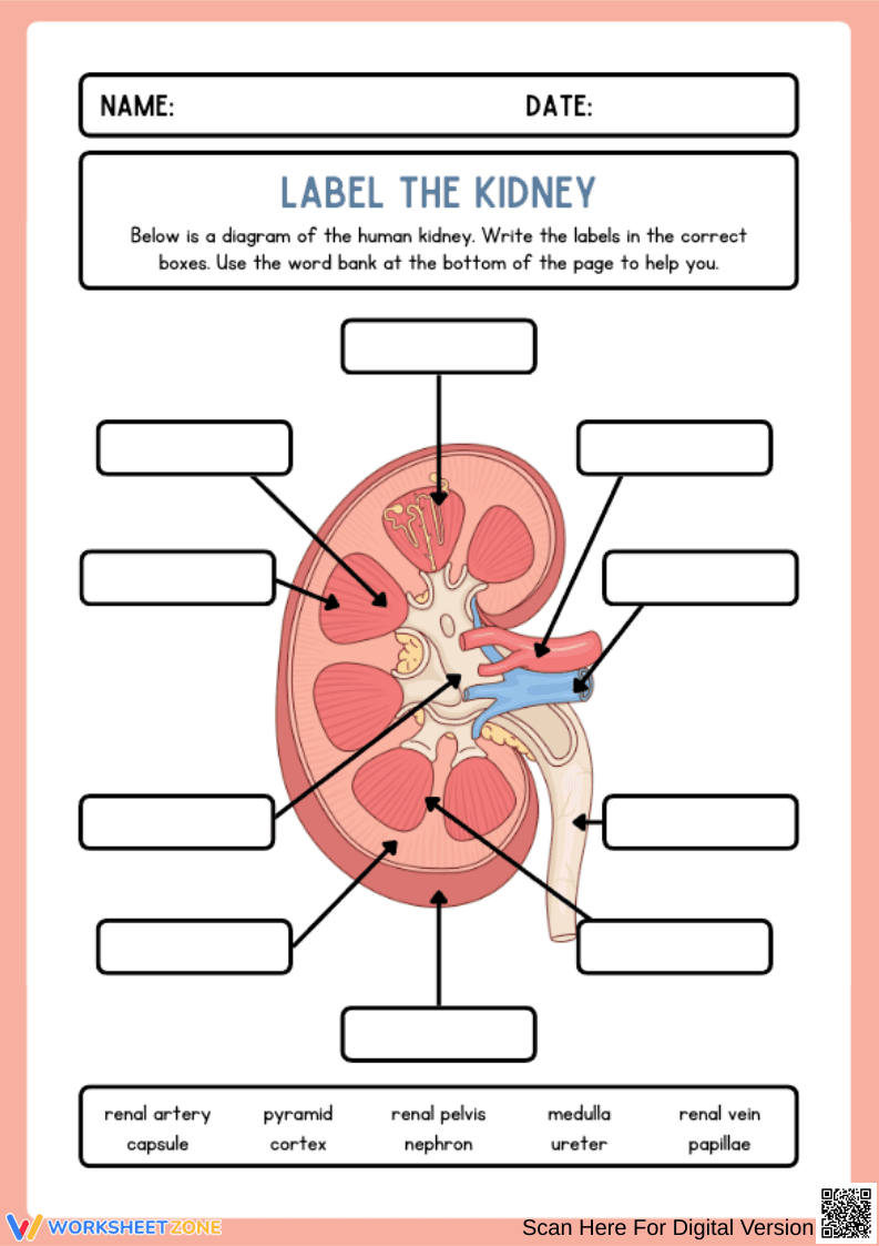 Kidney Anatomy Worksheet | Label the Human Kidney Diagram - Page 1