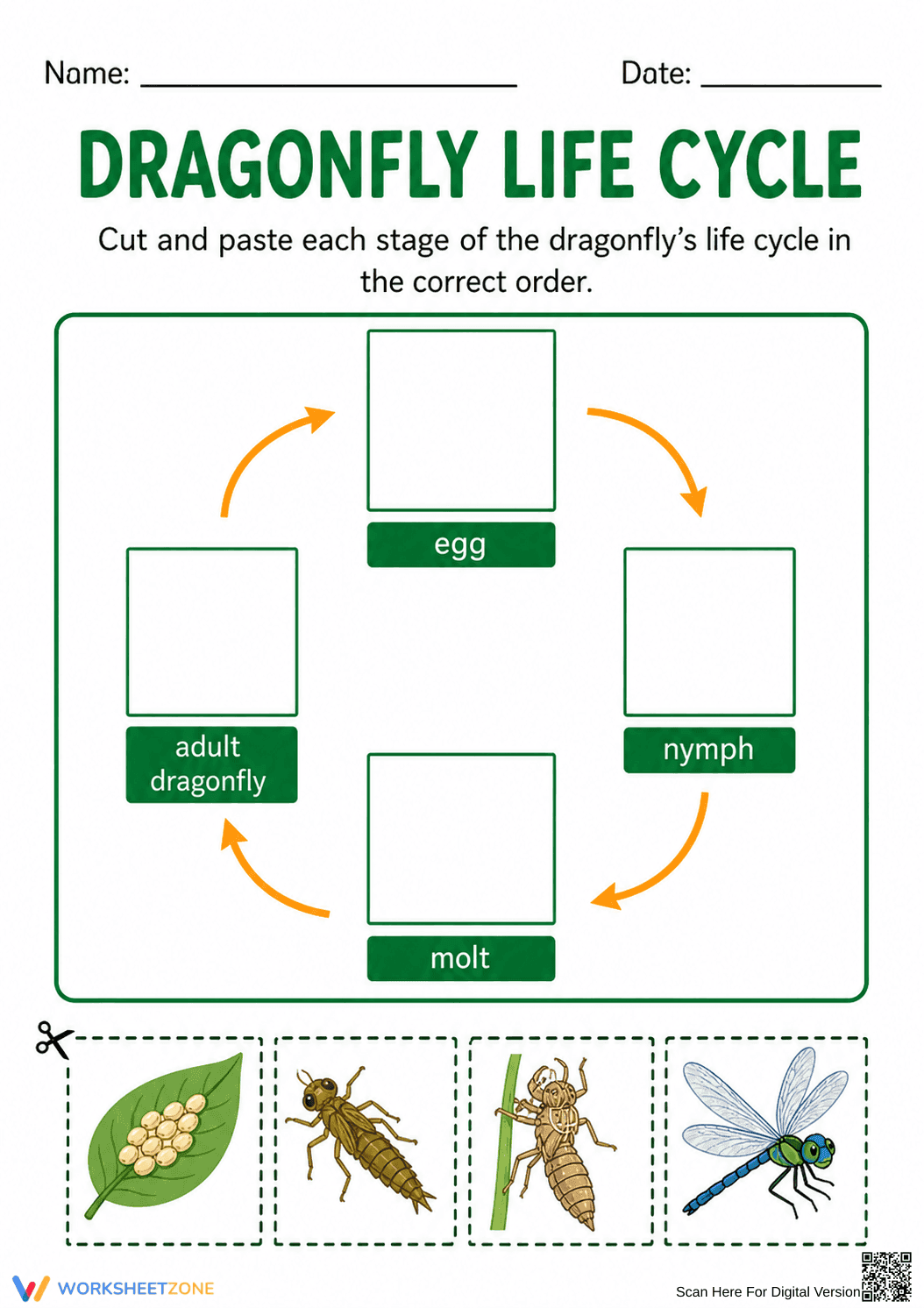 Grade 3 Dragonfly Life Cycle — Printable No-Prep Worksheet - Page 1