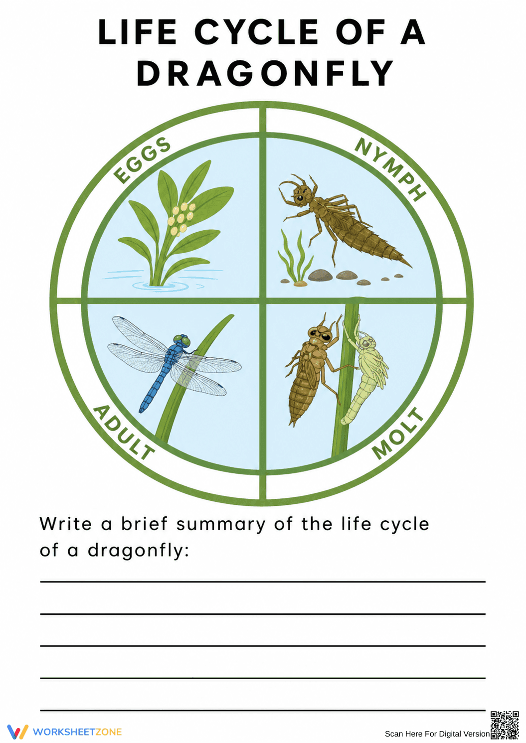 Dragonfly Life Cycle Writing Worksheet | Grade 3 Essential - Page 1