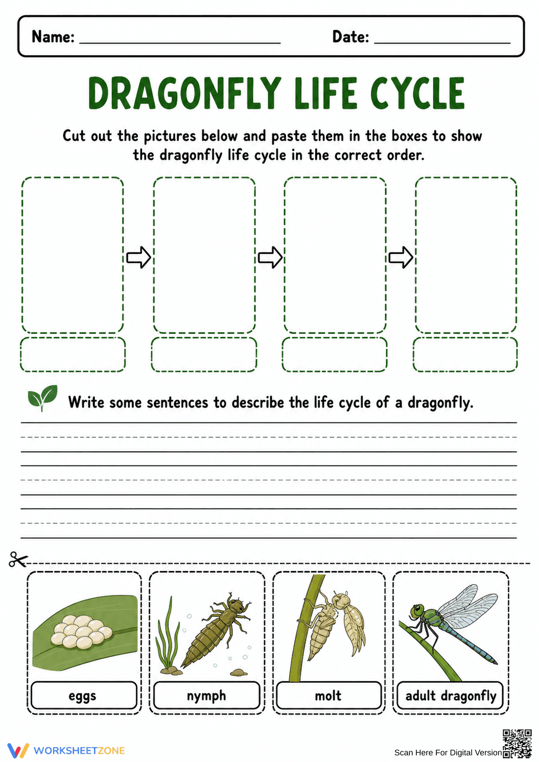 Grade 3 Dragonfly Life Cycle — Printable No-Prep Worksheet - Page 1