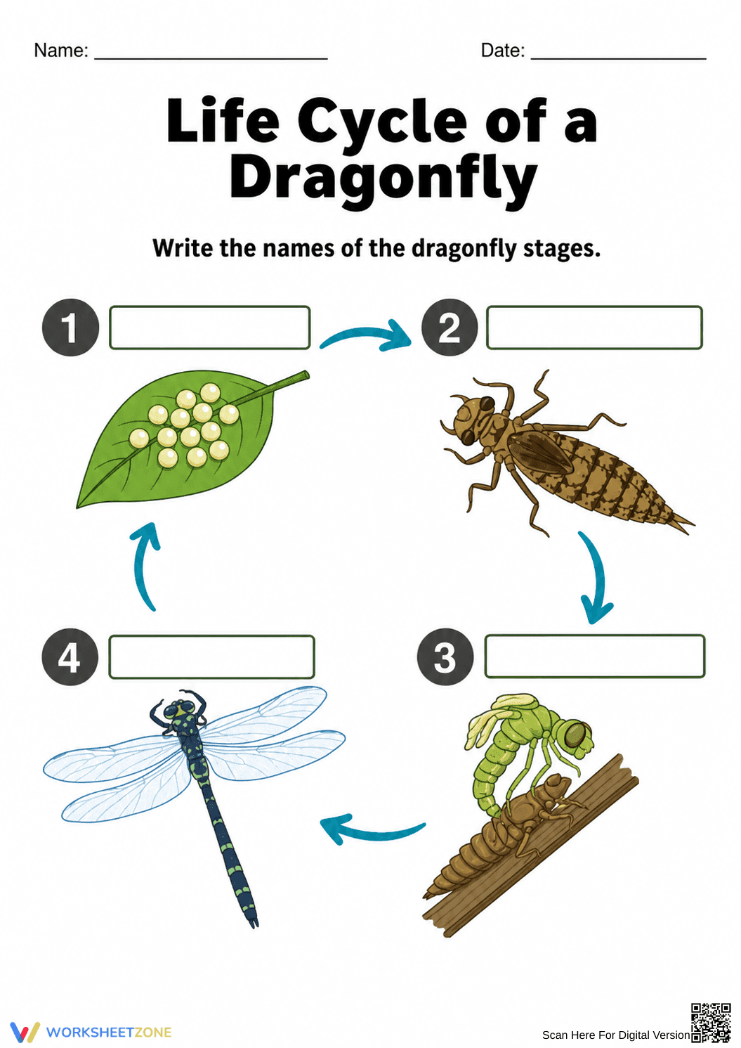 Grade 3 Dragonfly Life Cycle — Printable No-Prep Worksheet - Page 1