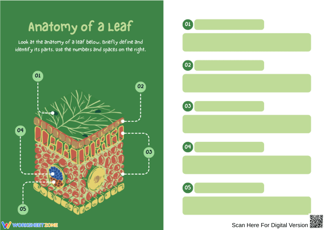 Anatomy of a Leaf Worksheet - Page 1