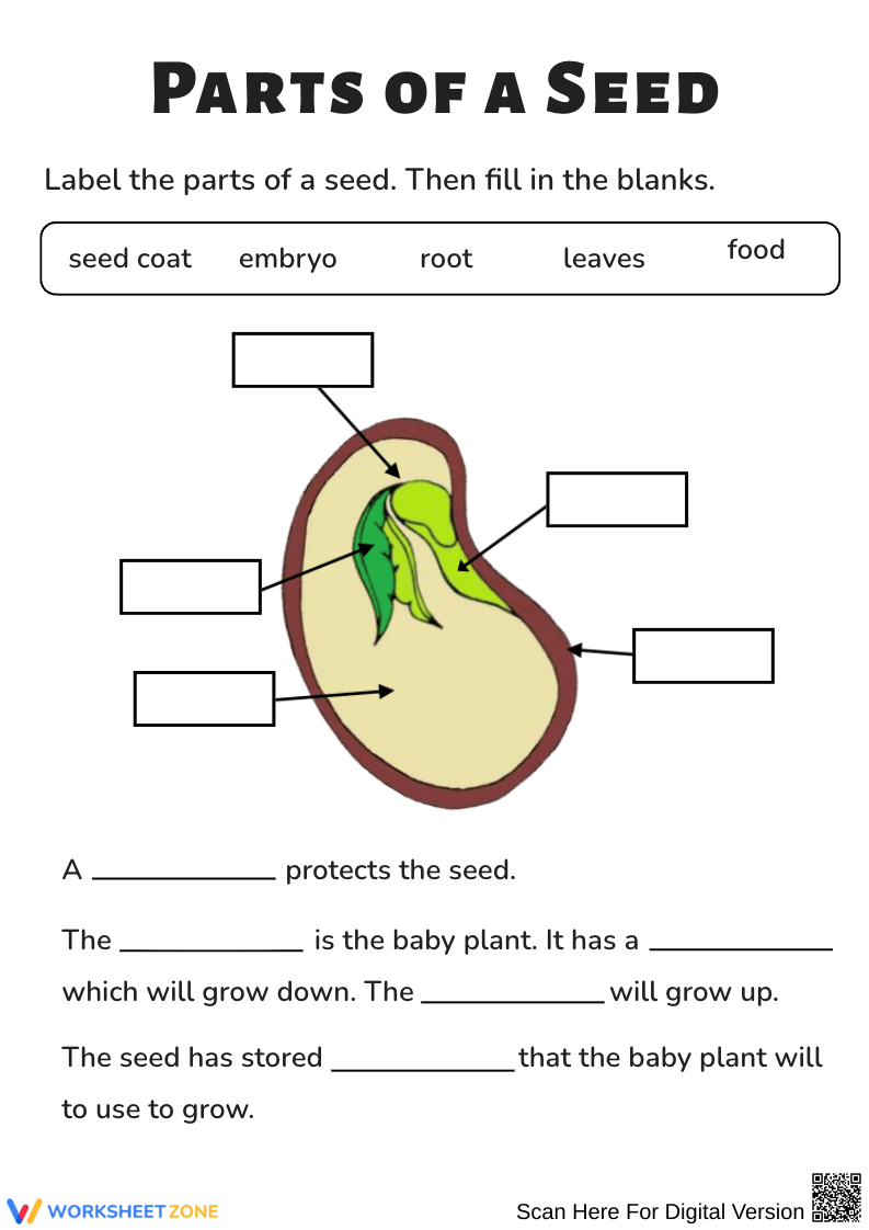 Parts of a Seed Labeling and Fill-in-the-Blank Worksheet - Page 1