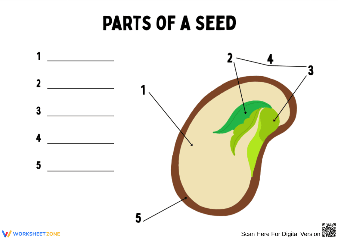 Parts of a Seed Diagram Labeling Worksheet - Page 1