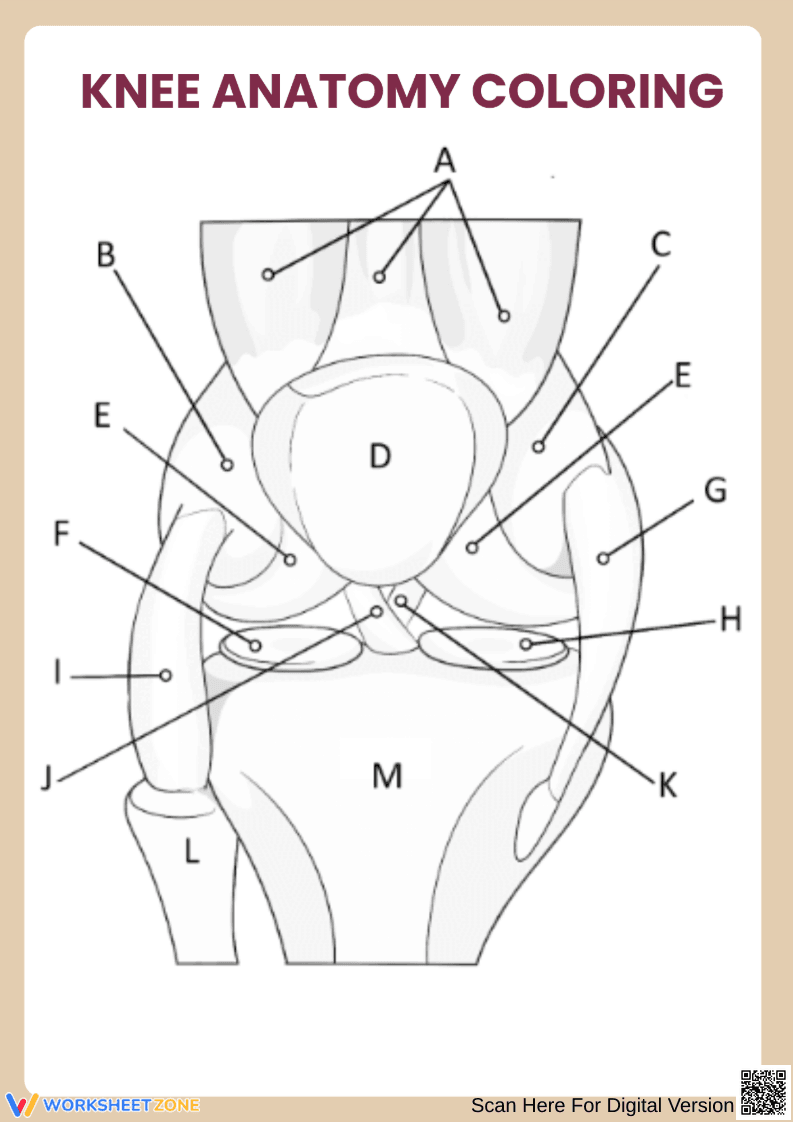 Knee Anatomy – Color and Learn the Parts of the Knee - Page 1