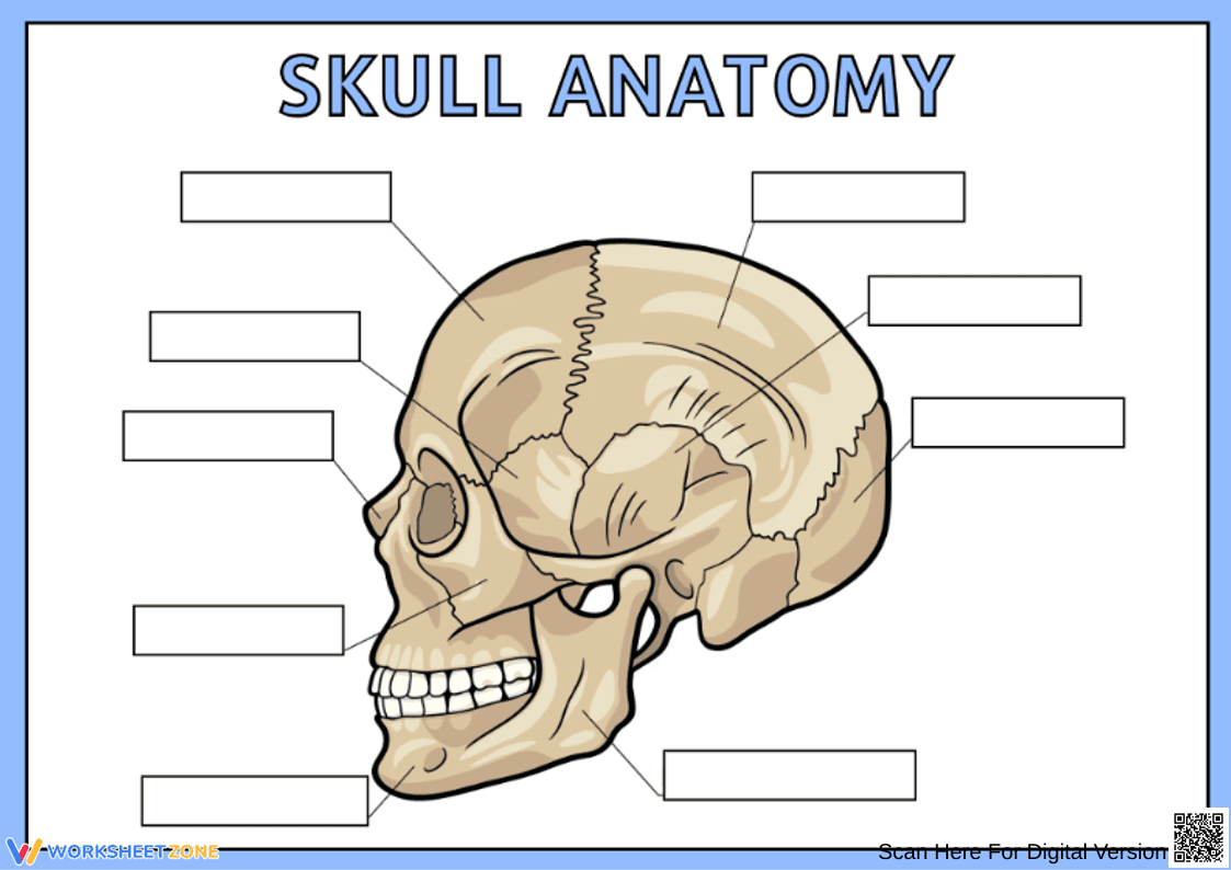 Human Skull Anatomy Labeling Worksheet - Page 1