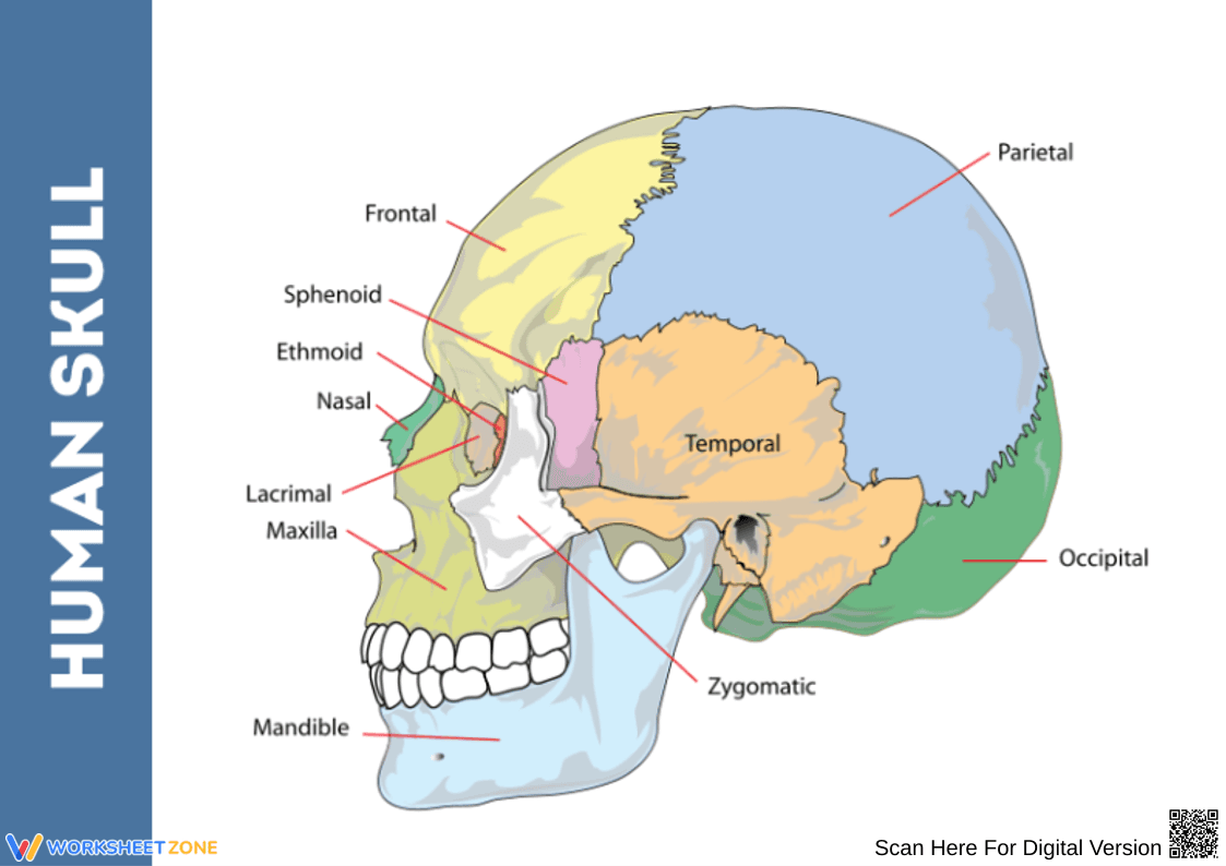 Labeled Human Skull Anatomy Diagram - Page 1