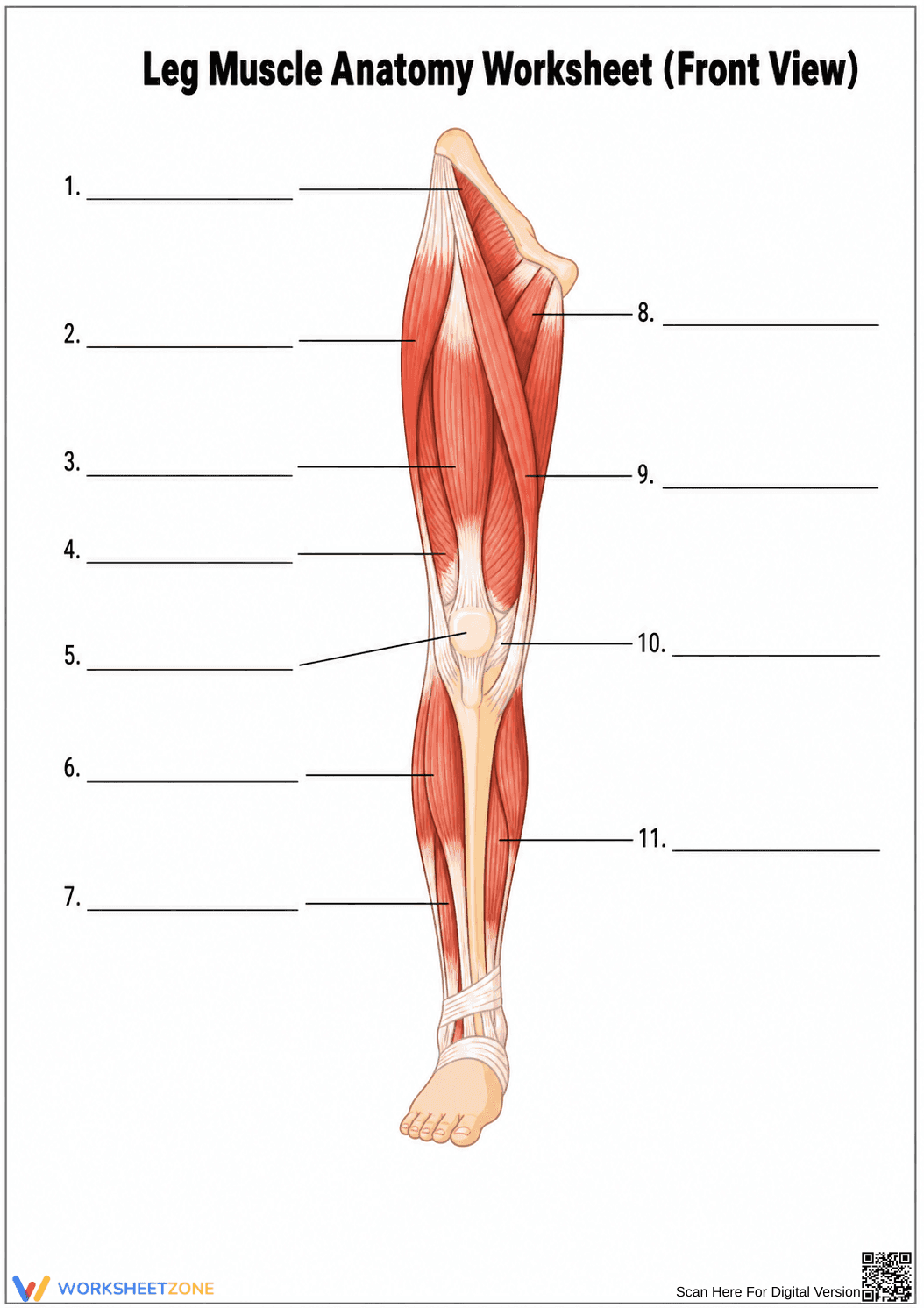 Essential Leg Muscle Anatomy Worksheet | Grade 10-11 - Page 1