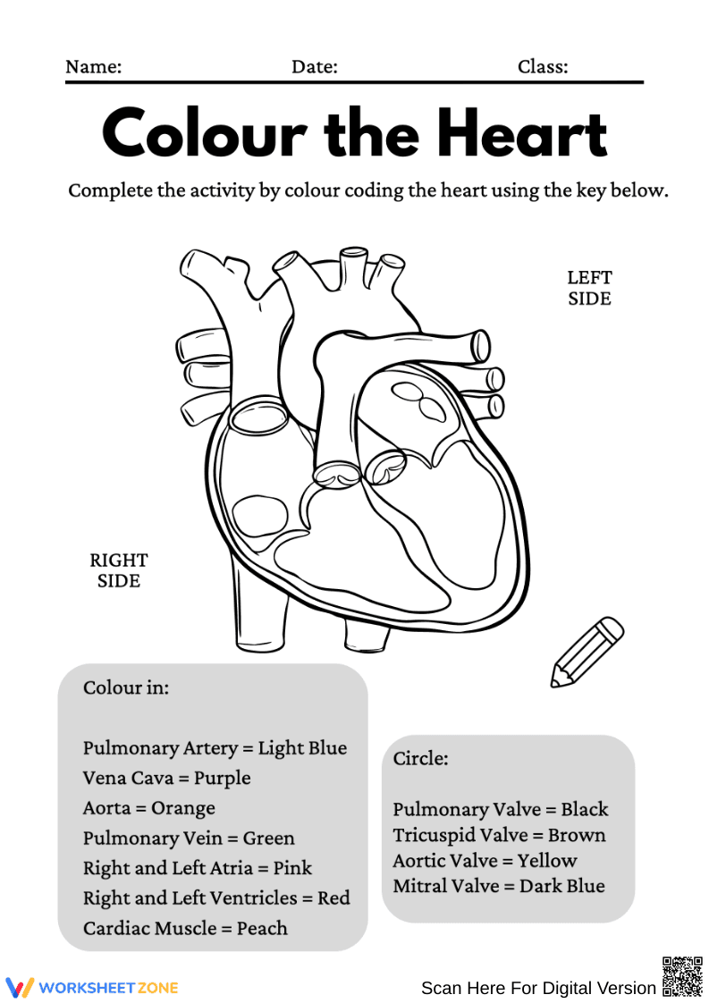 Colour the Heart Worksheet – Label and Learn Heart Anatomy - Page 1