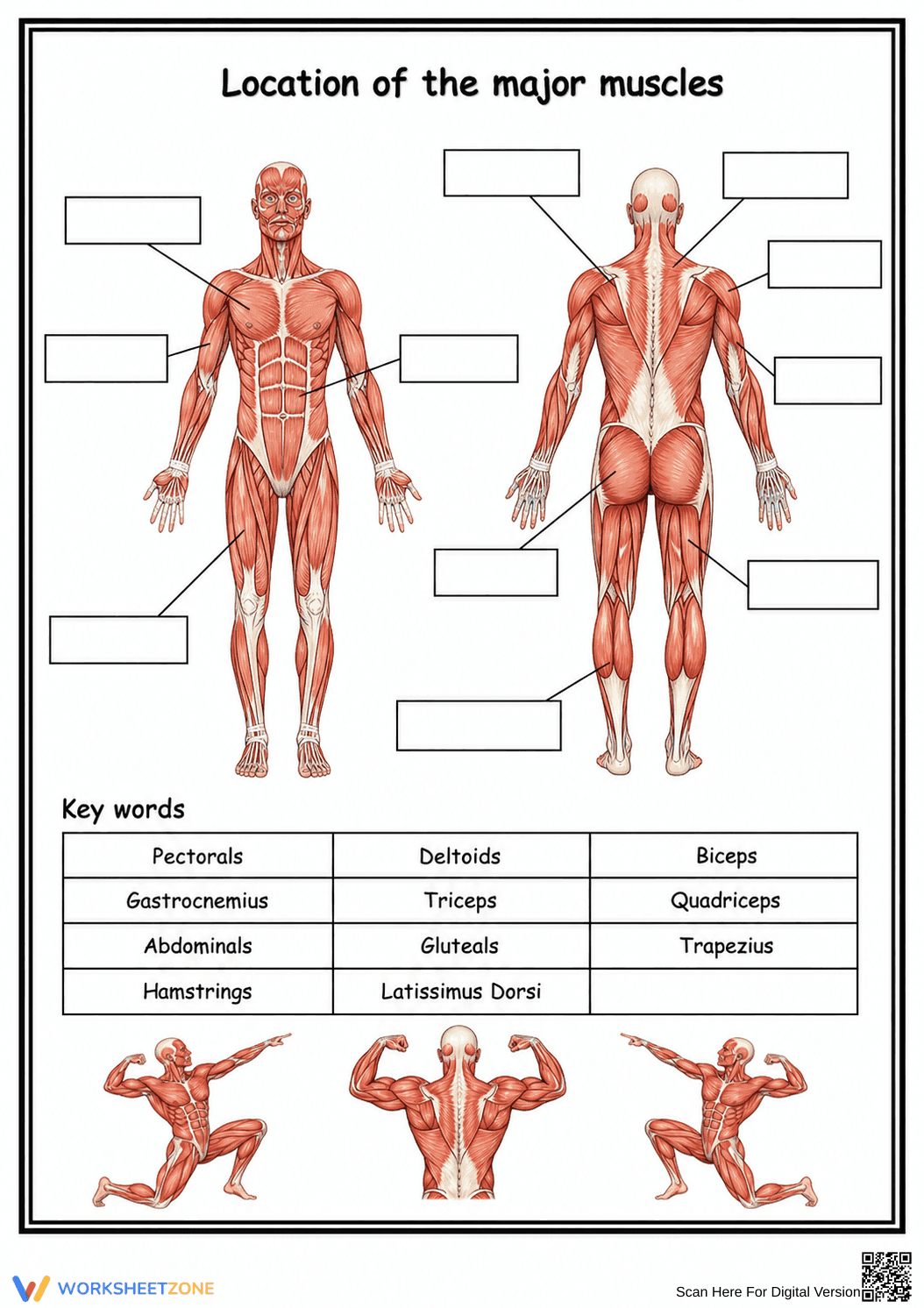 Printable Major Muscles Worksheet | Grade 10-11 Anatomy - Page 1