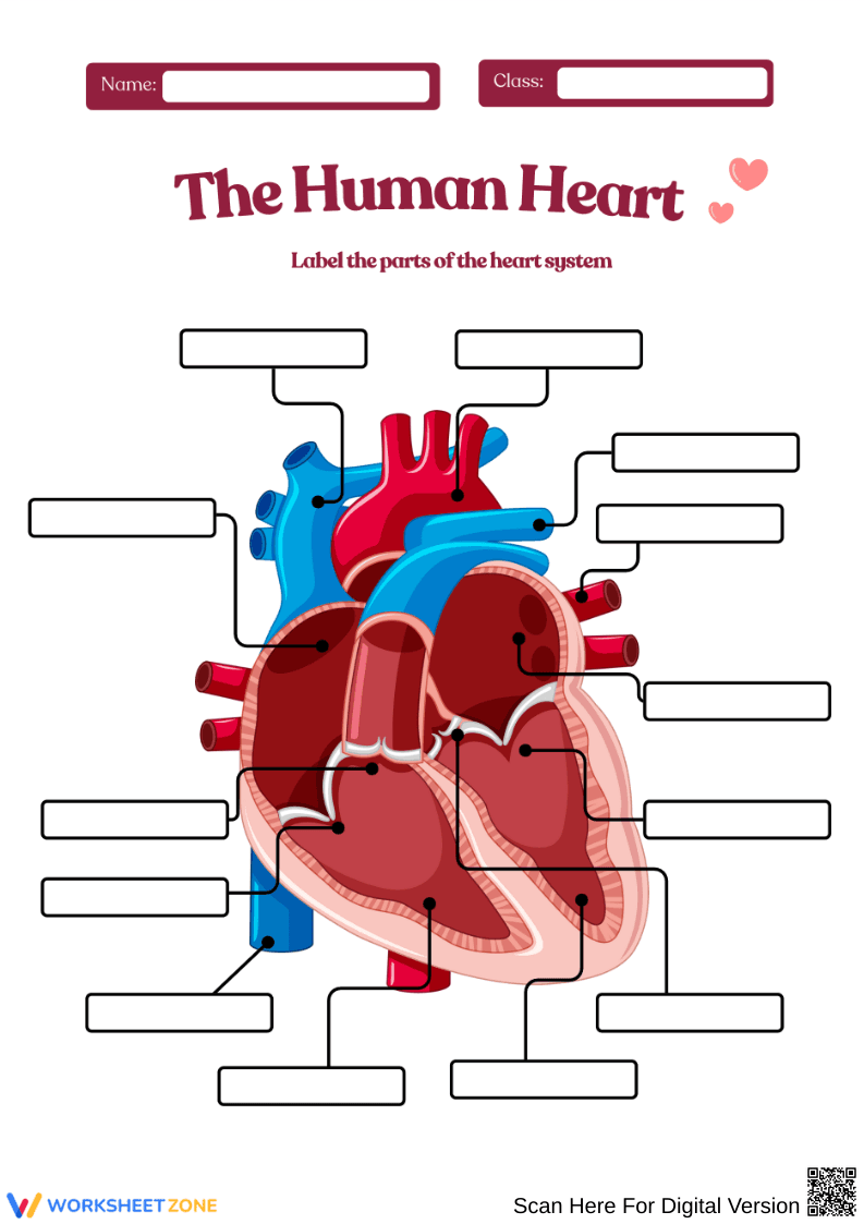 Parts of the Heart System Labeling - Page 1