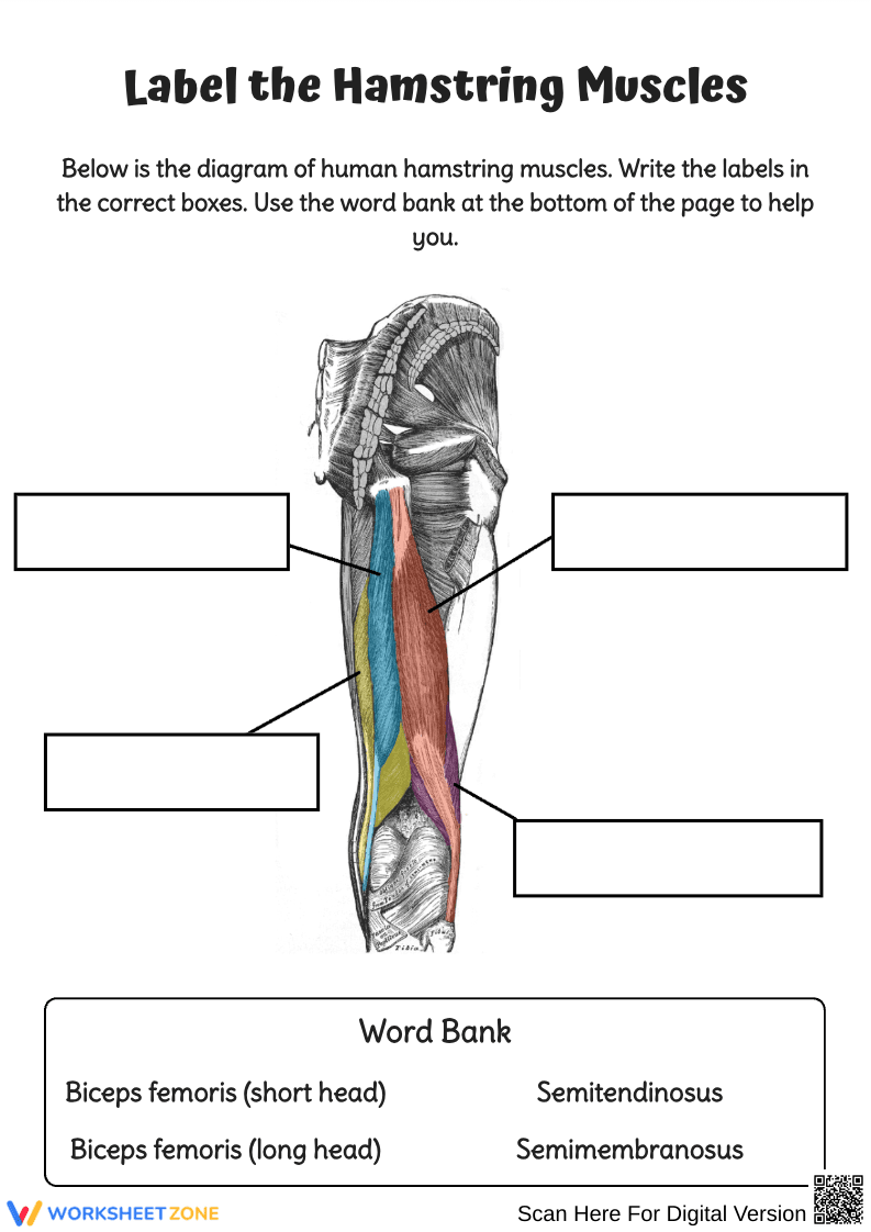 Hamstring Muscles Anatomy Labeling Worksheet - Page 1