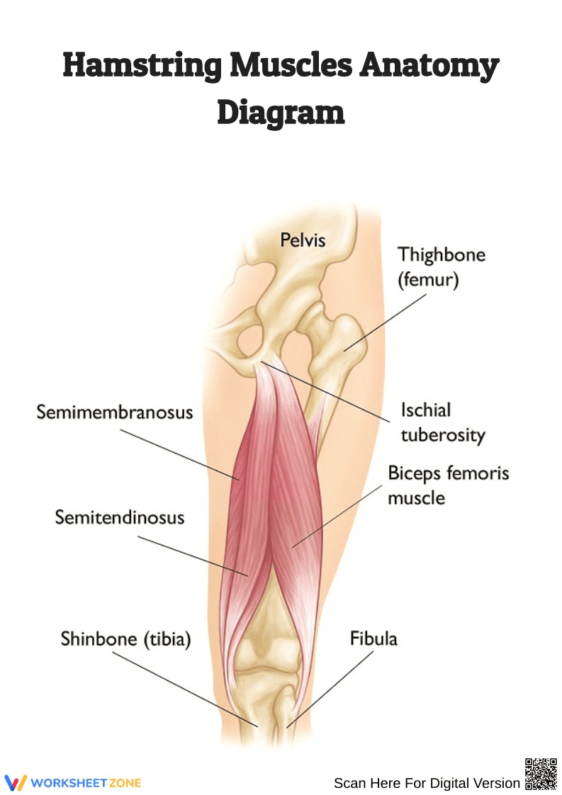 Hamstring Muscles Anatomy Diagram - Page 1