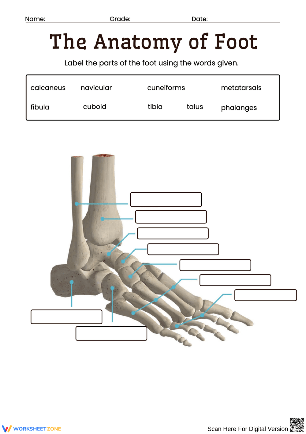 Anatomy of Foot Bones Labeling Worksheet - Page 1