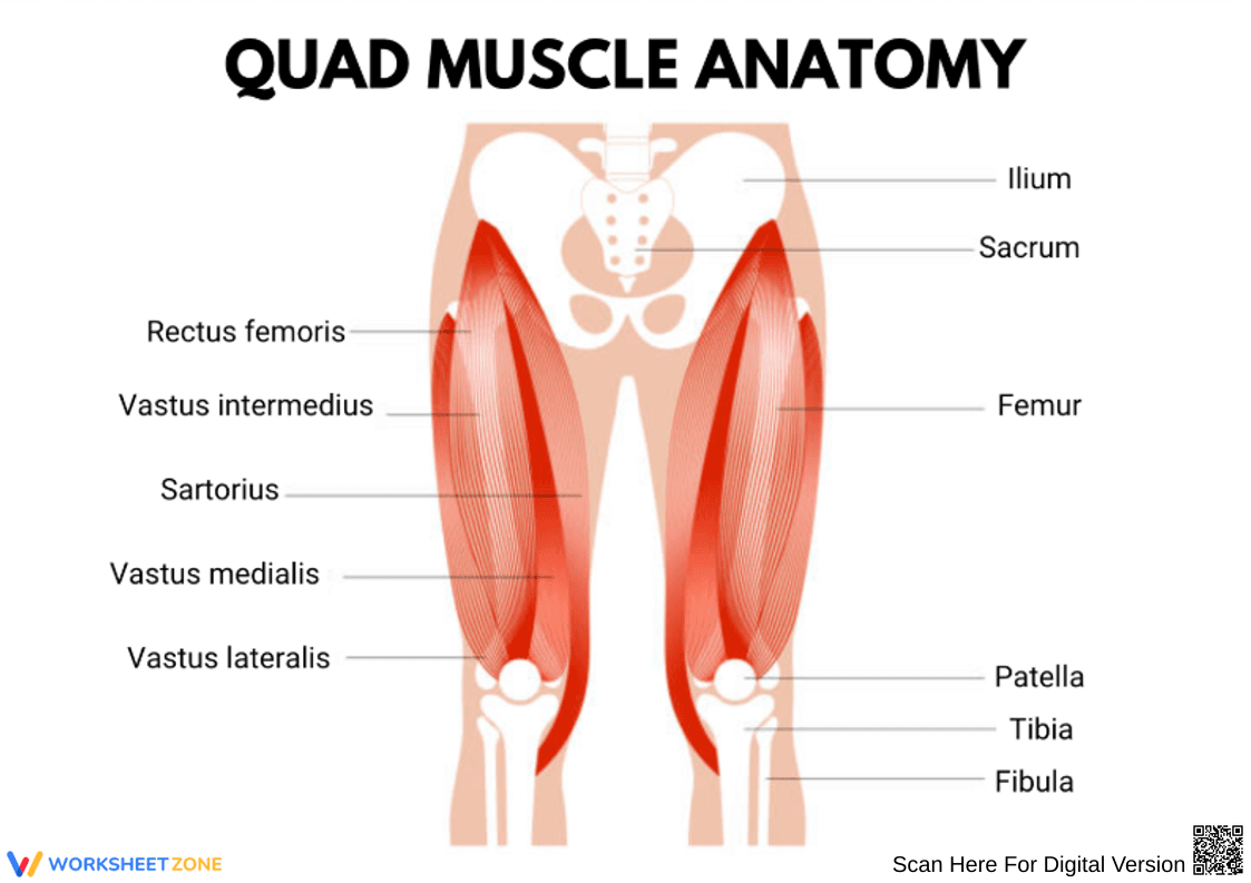 Quad Muscle Anatomy Diagram Worksheet - Page 1