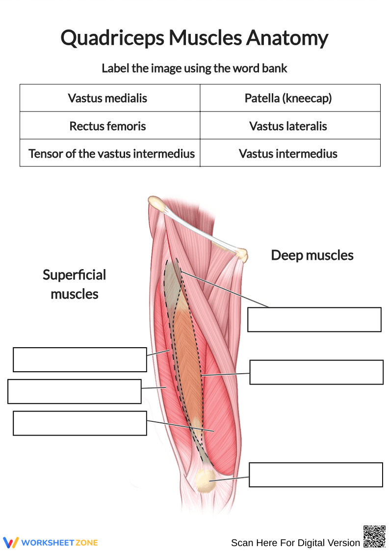 Quadriceps Muscles Anatomy Labeling Worksheet - Page 1