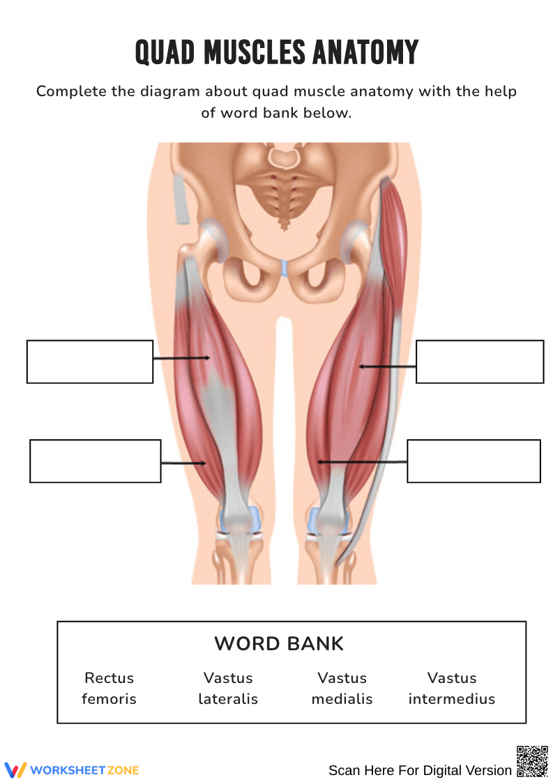 Quad Muscles Anatomy Labeling Worksheet - Page 1